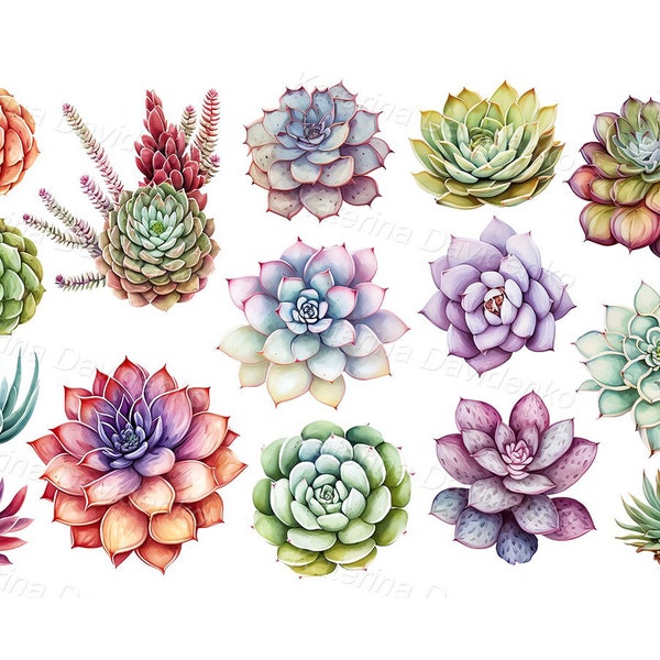 Clipart collection of echeveria, desert plants, succulent flowers clipart, digital download