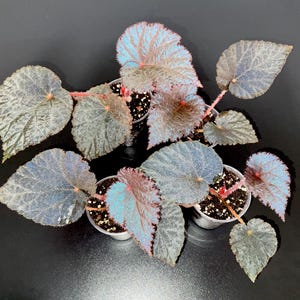 Può includere: Vista dall'alto di diverse piccole piante in vaso. Le foglie presentano un mix di tonalità blu, verdi e rosa, con una superficie strutturata. I gambi sono rossastri e i vasi sono piccoli e bianchi. Lo sfondo è nero pieno.
