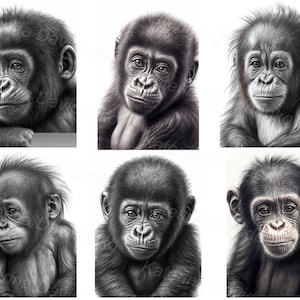 Portrait of a baby gorilla, chimpanzee, orangutan, apes, monkey clipart set, pencil drawing, black and white illustration, digital download
