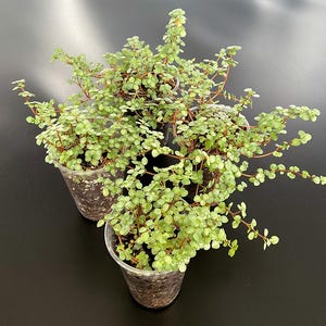 Può includere: Un set di tre tazze in ceramica con finitura opaca e macchiettata. Le tazze sono nei toni del crema, grigio chiaro e grigio scuro. Ogni tazza ha un design semplice e minimalista, perfetto per caffè o tè.