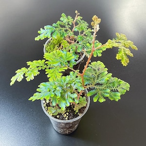 Op de afbeelding: Twee kleine Selaginella-planten met levendig groene, varenachtige bladeren en roodbruine stengels, elk in een doorzichtige plastic pot met donkere aarde. Het blad heeft een delicate, vertakte structuur met fijne, textuurrijke blaadjes.