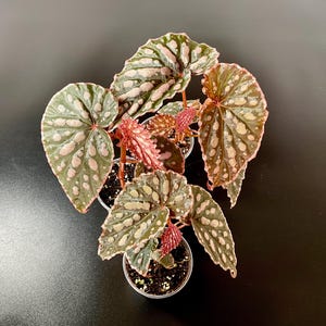 Può includere: Vista dall'alto di diverse piante di Begonia in vaso. Le foglie sono un mix di verde e rosa con macchie bianche. I gambi sono rossi e i vasi sono neri. Lo sfondo è grigio scuro.