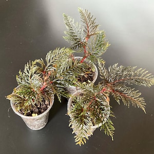 Può includere: Tre piccole piante con fogliame verde scuro, piumoso e simile a una felce, con steli rossastri, ciascuna in un vasetto di plastica trasparente riempito di terriccio scuro. Le piante hanno foglie sottili e complesse che si aprono a ventaglio.