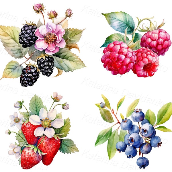 Watercolor illustrations of raspberries, blackberries, blueberries and strawberries, isolated PNG berries clipart set. Fresh fruits images