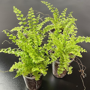 Felce Nephrolepis Green Fantasy – Pianta tropicale compatta da interno, in vaso