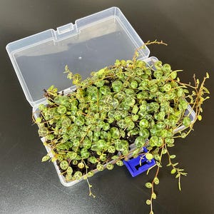 Pode incluir: Um recipiente de plástico transparente cheio de uma planta Corda de Tartarugas. A planta tem folhas pequenas, redondas e verdes com um design padronizado. O recipiente está aberto, revelando o solo da planta e um pequeno suporte azul.