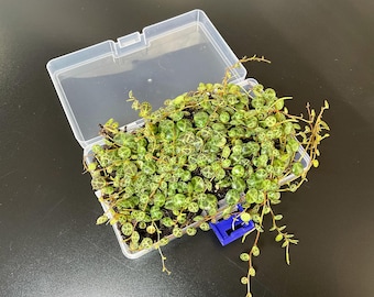 Peperomia Prostrata – Planta de terrario "Collar de tortugas", mini planta de interior tropical