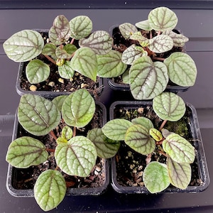 May include: Four small Peperomia plants in square black plastic pots. Each plant features heart-shaped, textured leaves with a light green base color and prominent dark purple or maroon veins. The stems are reddish, and the soil is visible.