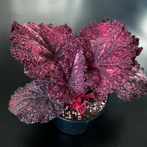 alocasia frydek variegata standort Alocasia Frydek variegata - Rare Plant main image 0