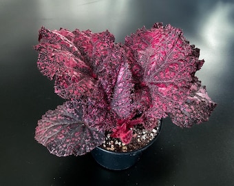 Różowa begonia DS-Little Berry, ukorzeniona roślina doniczkowa, rzadkie rośliny doniczkowe, begonie królewskie, egzotyczna roślina doniczkowa