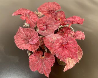Czerwona begonia królewska „DS-Love Is” – rzadka, królewska begonia doniczkowa, kolorowe liście, łatwa w pielęgnacji roślina doniczkowa, begonie liściaste