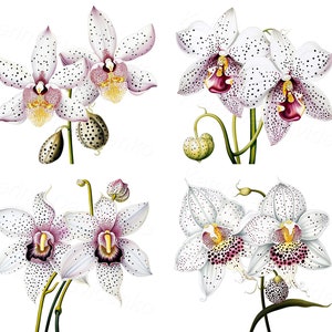Set of beautiful spotted white orchids clipart, isolated PNG images, digital download