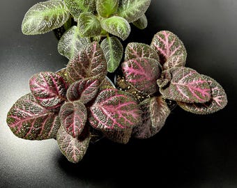 Episcia Acajou Rare Flammviolet – Rosa mönstrade krukväxter