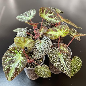 Op de afbeelding: Een verzameling van vier kleine begonia planten in doorzichtige plastic bekers. Elke plant heeft hartvormige bladeren met een donkergroene basis, opvallende witte stippen en dunne, rood-roze stengels die uit de aarde omhoog komen.