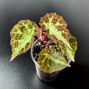 Może przedstawiać: Mała roślina doniczkowa z dużymi, teksturowanymi liśćmi. Liście są głównie zielone z brązowymi i czerwonobrązowymi akcentami. Roślina znajduje się w przezroczystej plastikowej doniczce na ciemnym tle.