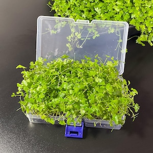 Op de afbeelding: Een set van drie keramische mokken met een gespikkelde, crèmekleurige glazuur. Elke mok heeft een ander handgeschilderd ontwerp: een blauw en groen blad, een gele bloem en een rode bes. De mokken hebben een eenvoudig, modern ontwerp.