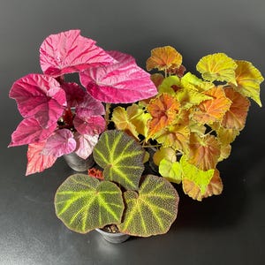 Può includere: Vista dall'alto di diverse piante di begonia in vaso. Le foglie presentano una varietà di colori, tra cui rosa intenso, rosso vibrante, giallo, arancione e verde. Le foglie hanno motivi e trame uniche, che mettono in risalto la bellezza naturale della pianta.