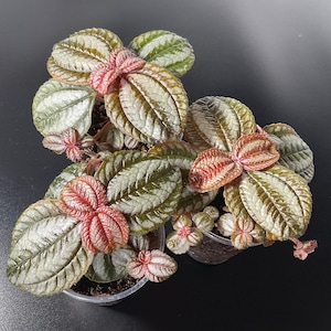 Può includere: Vista dall'alto di diverse piante di Pilea involucrata, note anche come piante dell'amicizia, in piccoli vasi. Le foglie sono un mix di verde, argento e rosso, con un aspetto strutturato. Le piante sono su uno sfondo scuro.
