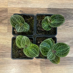 May include: Four square black plastic pots each containing a small jewel orchid plant. The dark green leaves feature prominent, light-colored, vein-like patterns across their surfaces. The plants are potted in a dark, textured soil mixture.