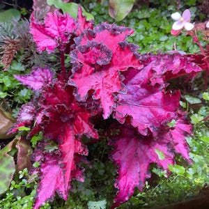 Op de afbeelding: Een witte keramische mok met een zwart handvat en de tekst "But First, Coffee" in een vetgedrukte, zwarte letter. De mok staat tegen een vage achtergrond. De mok is ongeveer 10 cm hoog.