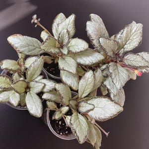 Peut inclure: Vue aérienne de plusieurs petites plantes en pot. Les feuilles sont vert argenté avec des bords brun foncé et une surface texturée. Les plantes sont regroupées, mettant en valeur leur feuillage distinctif. Elles sont dans de petits pots en plastique transparent.