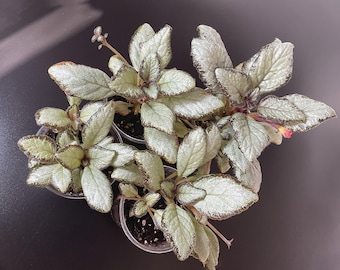 Episcia Silver Skies – Luminous Silver Foliage, Trailing Indoor Plant, Houseplant Potted