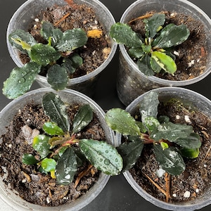Könnte beinhalten: Vier kleine Topfpflanzen mit dunkelgrünen Blättern und Wassertröpfchen. Die Pflanzen befinden sich in transparenten Plastikbehältern, die mit Erde gefüllt sind. Die Blätter haben ein leicht glänzendes Aussehen, und die Pflanzen sind vor einem dunklen Hintergrund angeordnet.