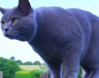 4K HD Photorealistic Digital Art Download of British Shorthair Cat Sitting on Fence - Instantly Printable Wall Decor