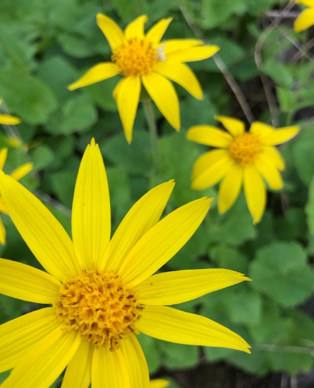 Arnica Flowers Dried Etsy