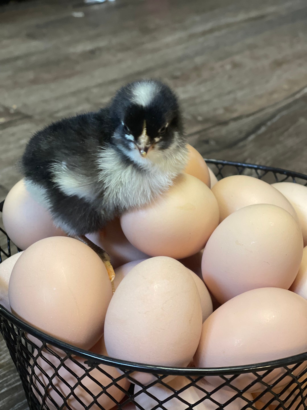 Jersey Giant Hatching Eggs Etsy