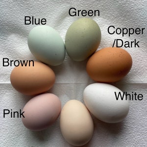 12 Free Range Chicken Eggs Rooster on site Blue/Green