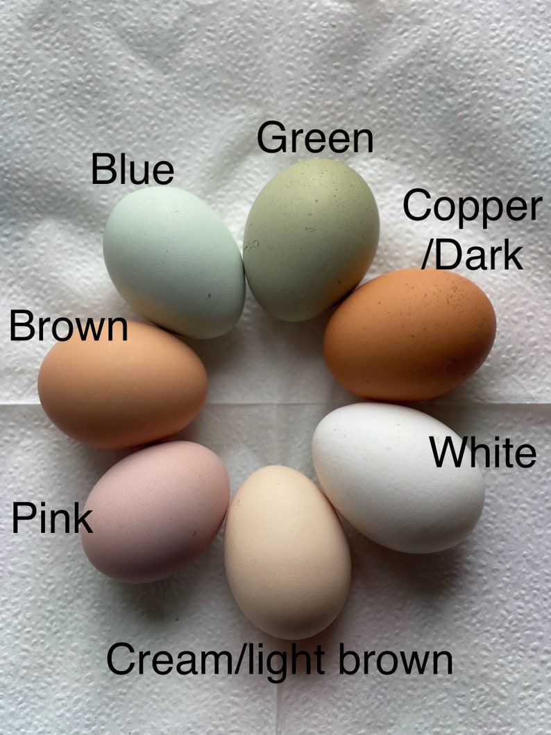 12 Free Range Chicken Eggs Rooster on site Blue/Green