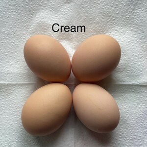 12 Free Range Chicken Eggs Rooster on site Cream