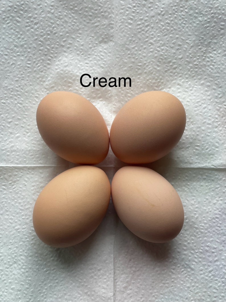 12 Free Range Chicken Eggs Rooster on site Cream