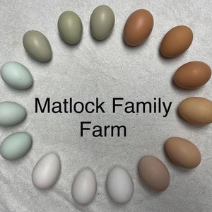 12 Free Range Chicken Eggs Rooster on site image 1