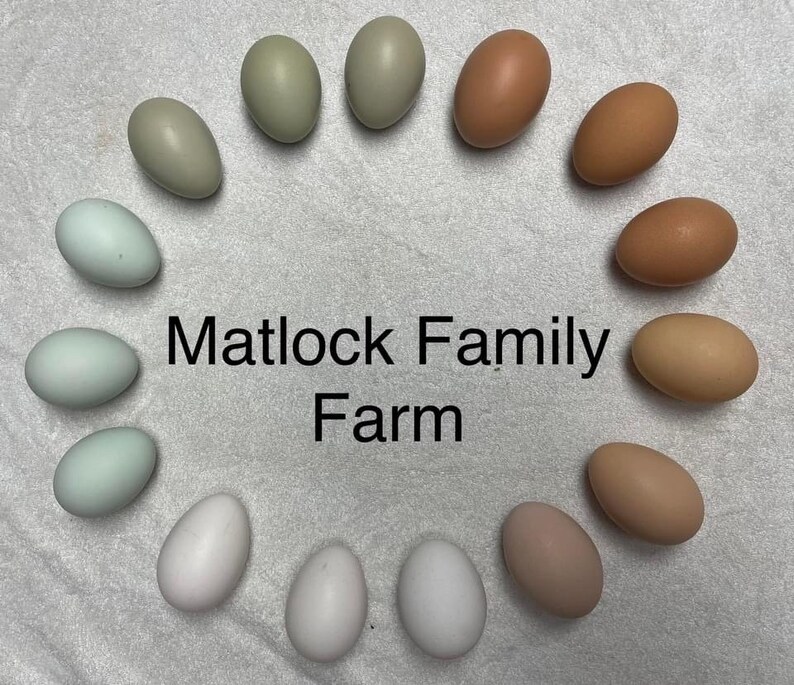 12 Free Range Chicken Eggs Rooster on site image 1