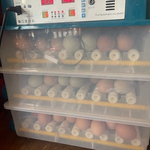 12 Free Range Chicken Eggs Rooster on site image 9