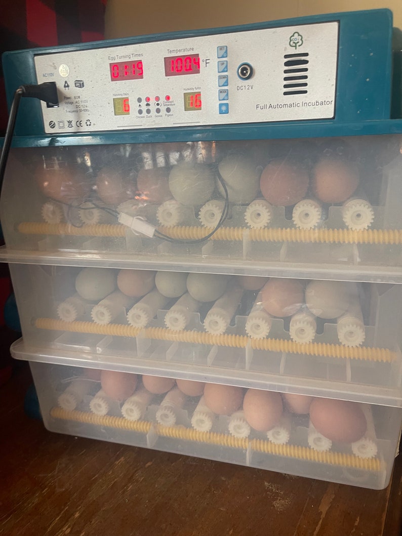 12 Free Range Chicken Eggs Rooster on site image 9