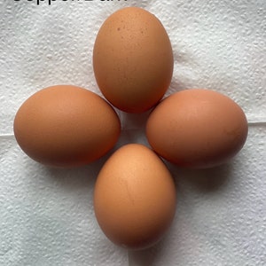 12 Free Range Chicken Eggs Rooster on site Copper