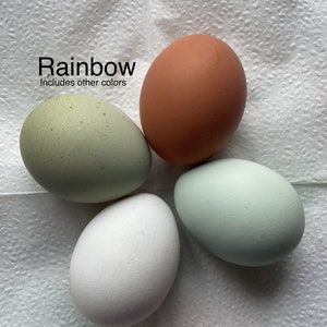 12 Free Range Chicken Eggs Rooster on site Rainbow