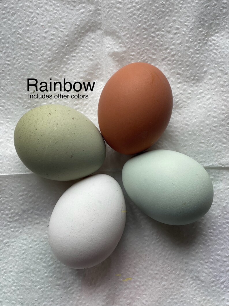 12 Free Range Chicken Eggs Rooster on site Rainbow