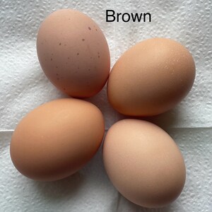 12 Free Range Chicken Eggs Rooster on site Brown