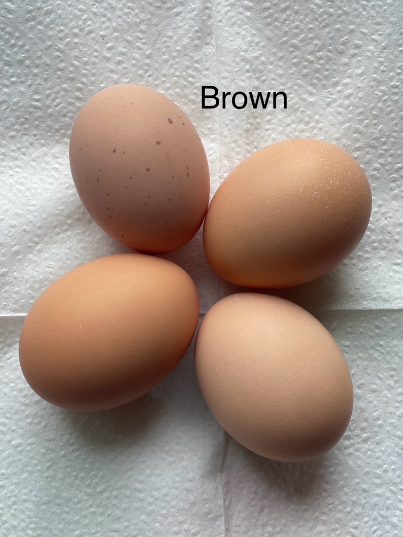 12 Free Range Chicken Eggs Rooster on site Brown