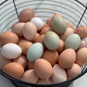 12 Free Range Chicken Eggs Rooster on site image 2