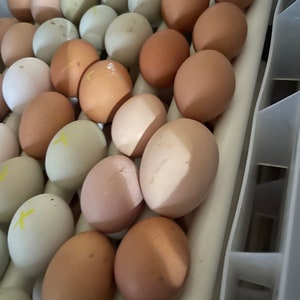 12 Free Range Chicken Eggs Rooster on site image 8