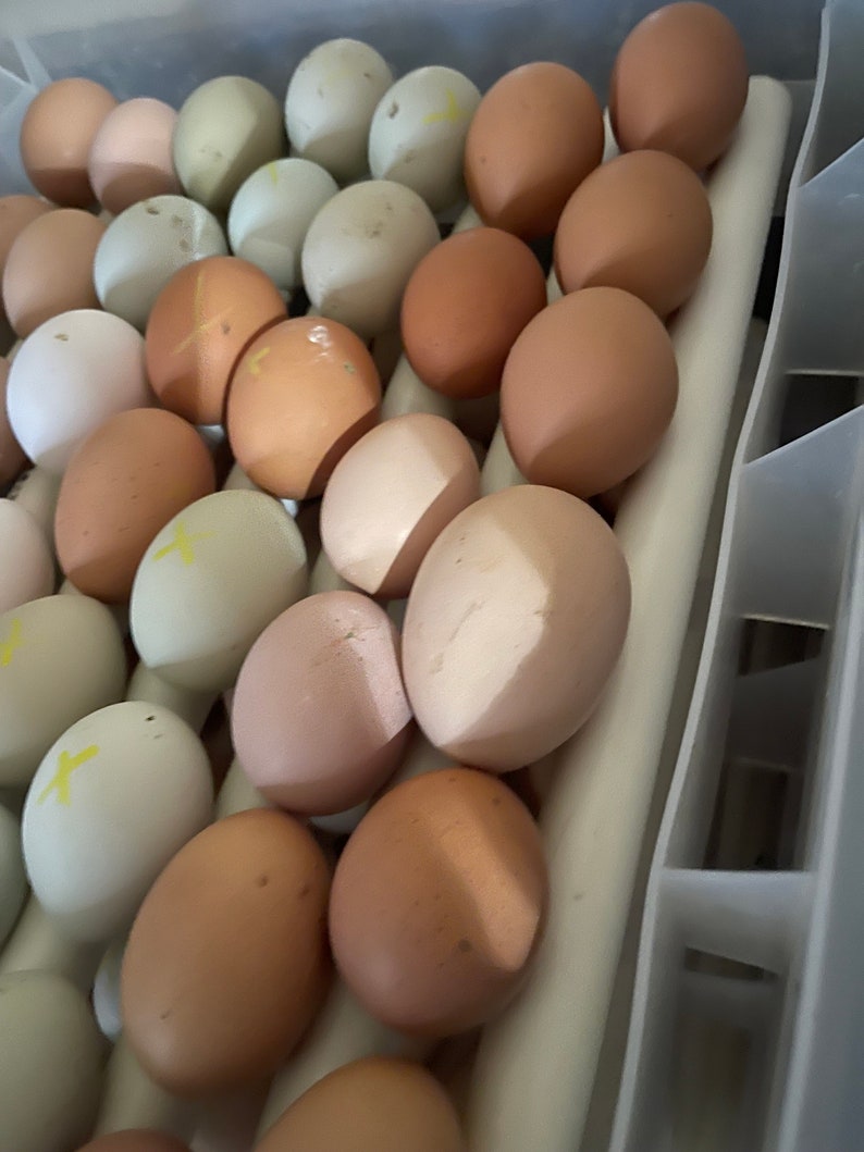 12 Free Range Chicken Eggs Rooster on site image 8