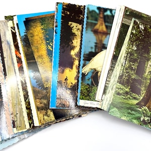 May include: A collection of rectangular postcards with scalloped edges, fanned out to display various nature scenes including a large redwood tree, a white heron, and golden forest landscapes, each featuring glossy photographic prints.