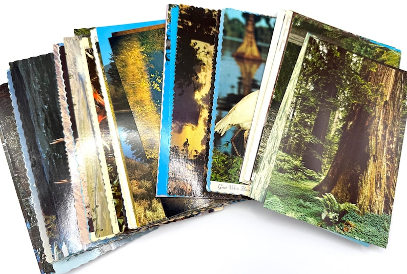 May include: A collection of rectangular postcards with scalloped edges, fanned out to display various nature scenes including a large redwood tree, a white heron, and golden forest landscapes, each featuring glossy photographic prints.