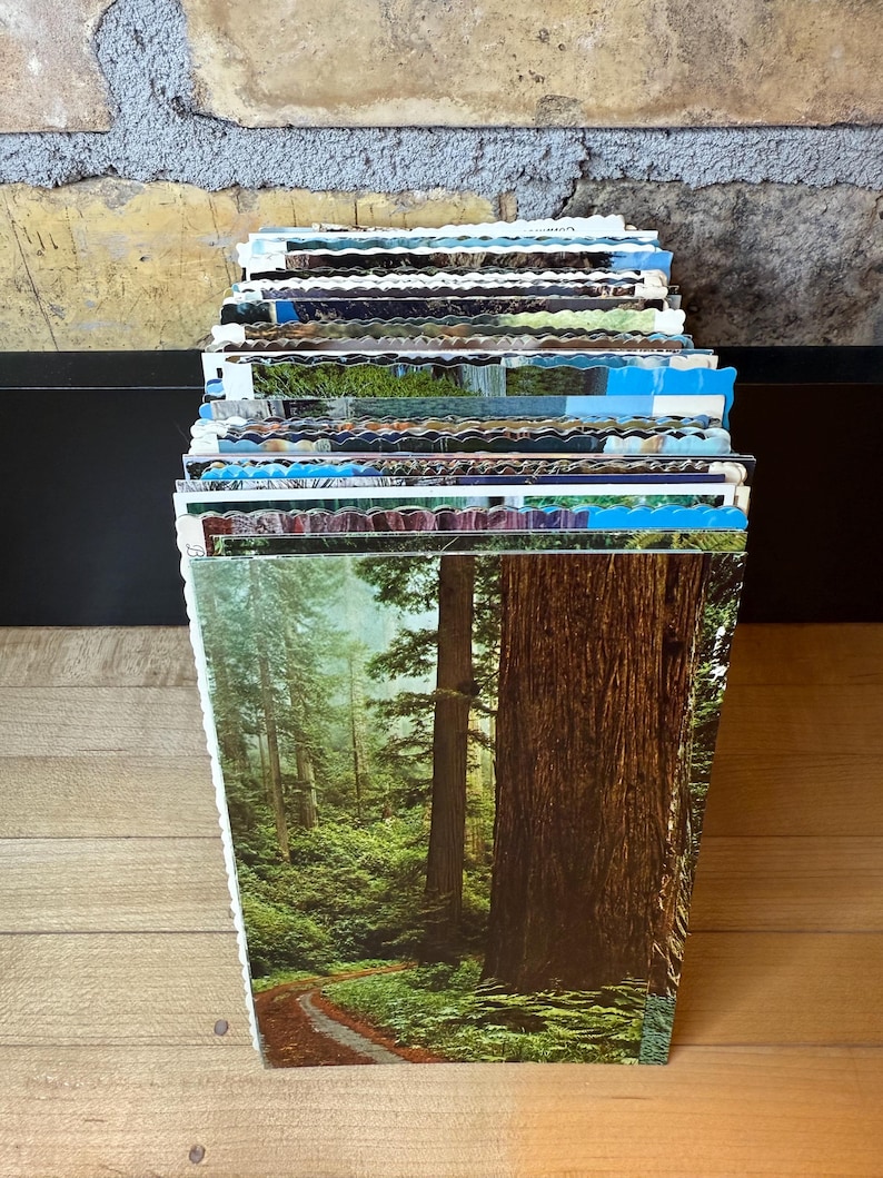 May include: A vertical stack of numerous rectangular postcards with scalloped edges. The front-most postcard features a detailed color photograph of a dense forest with a large redwood tree trunk in the foreground and a dirt path winding through.