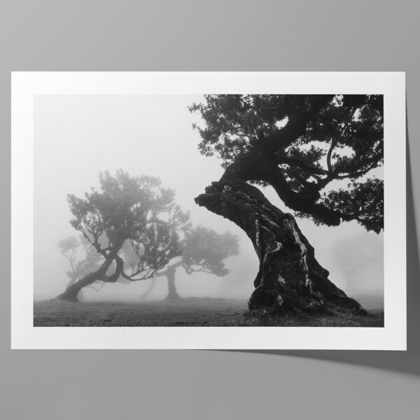 Landschaftsbild Nebelwald Fanal Madeira Mystisch Schwarz-Weiß Fotografie | Nachhaltiger & Hochwertiger Fotodruck A5 / A4 / A3 / A2 / A1